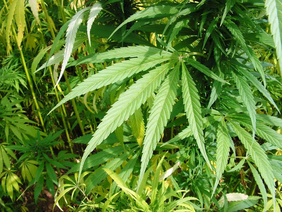 Sentenced for cultivating marijuana