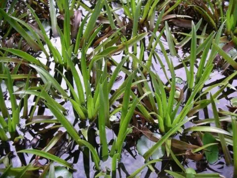 March of the Water Soldier plant a concern