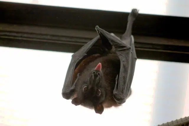Health Unit warns about rabid bats