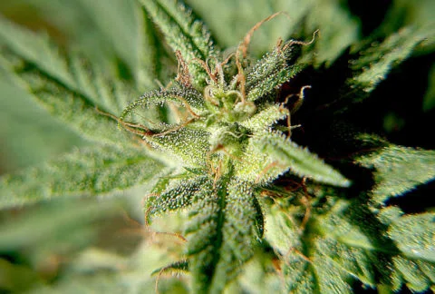 Plans for marijuana grow in Brighton