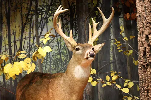 White-Tailed Deer hunt to begin