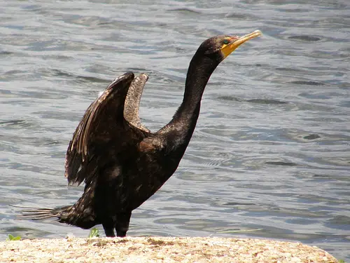 MNR seeking consultations for cormorant hunting season