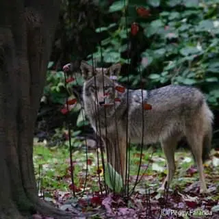 Coyote threat for cats in open green space