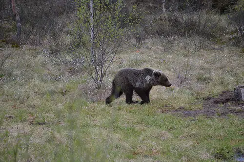 Bear sighting in Warkworth prompts safety tips from police