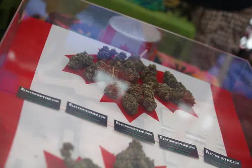 Belleville in running for first batch of recreational pot licences