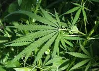 Greenhouses for pot proposed in Quinte West