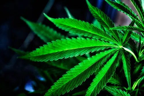 Zoning for marijuana production in Brighton