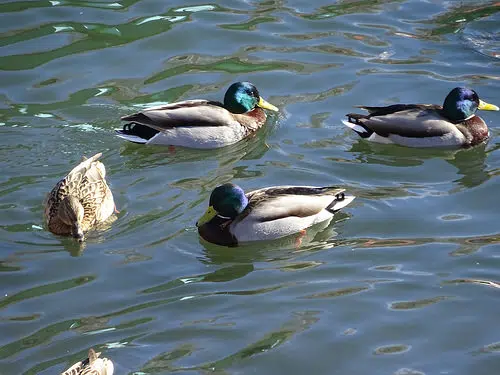 Record bird count in Quinte area