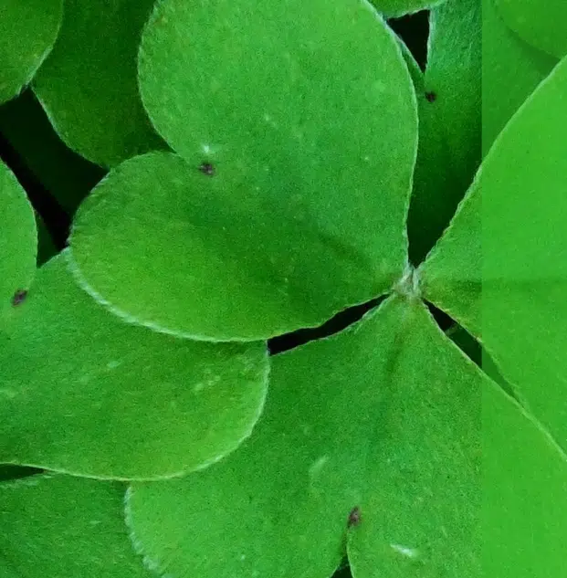 Shamrocks on the Wall is underway