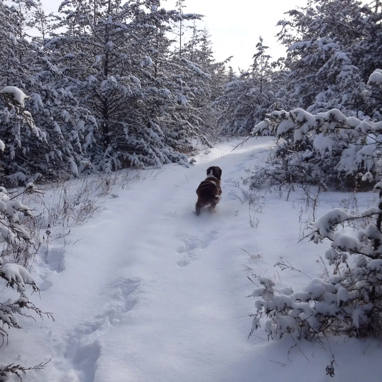 Get set for some of the white stuff