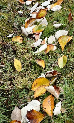 Belleville's Leaf and Yard Waste Depot closing Saturday