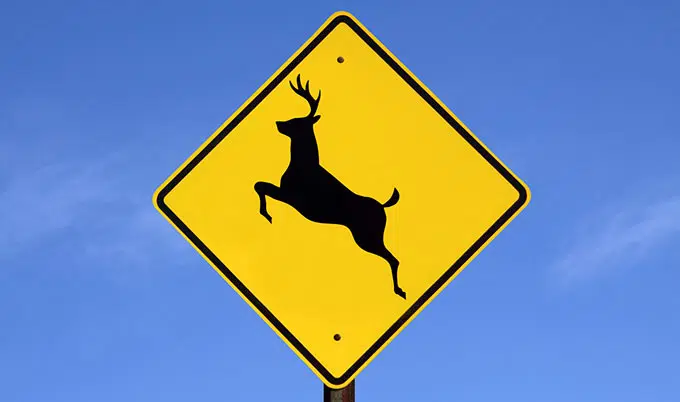 OPP warn drivers to watch for deer in Quinte West