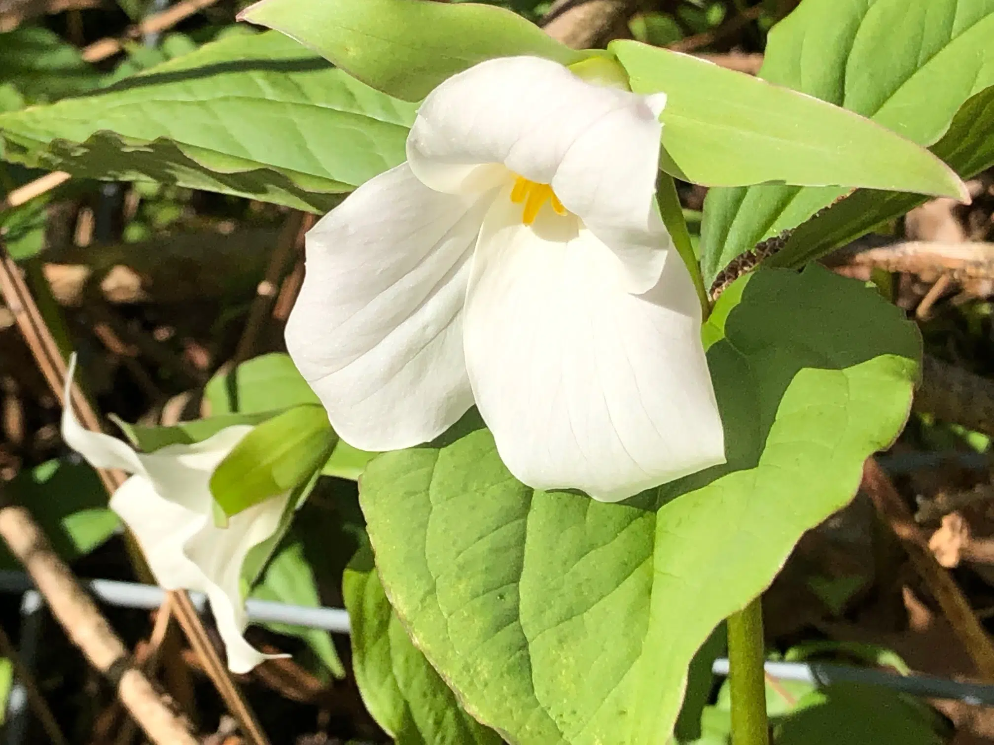 Signs of spring but waiting on weather