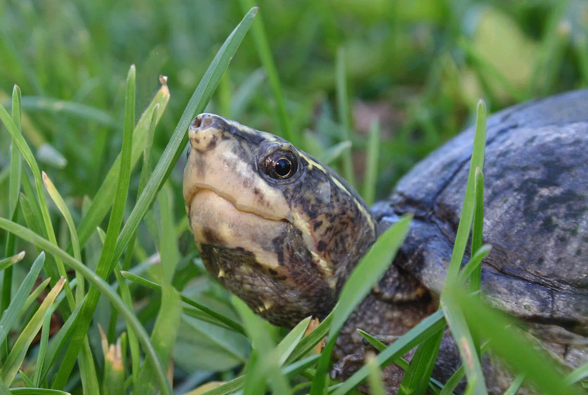 Walking to save turtles