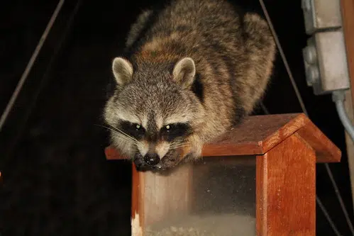 Cases of Rabies are up, including in Northumberland County