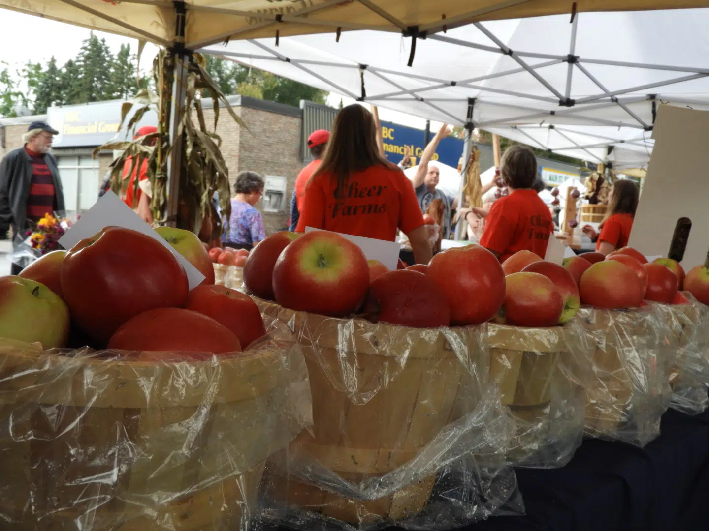 Brighton Applefest 2024 Cybil Glennie