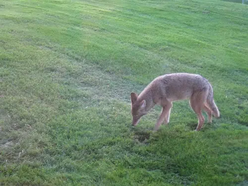 Coyotes cause injuries in the county