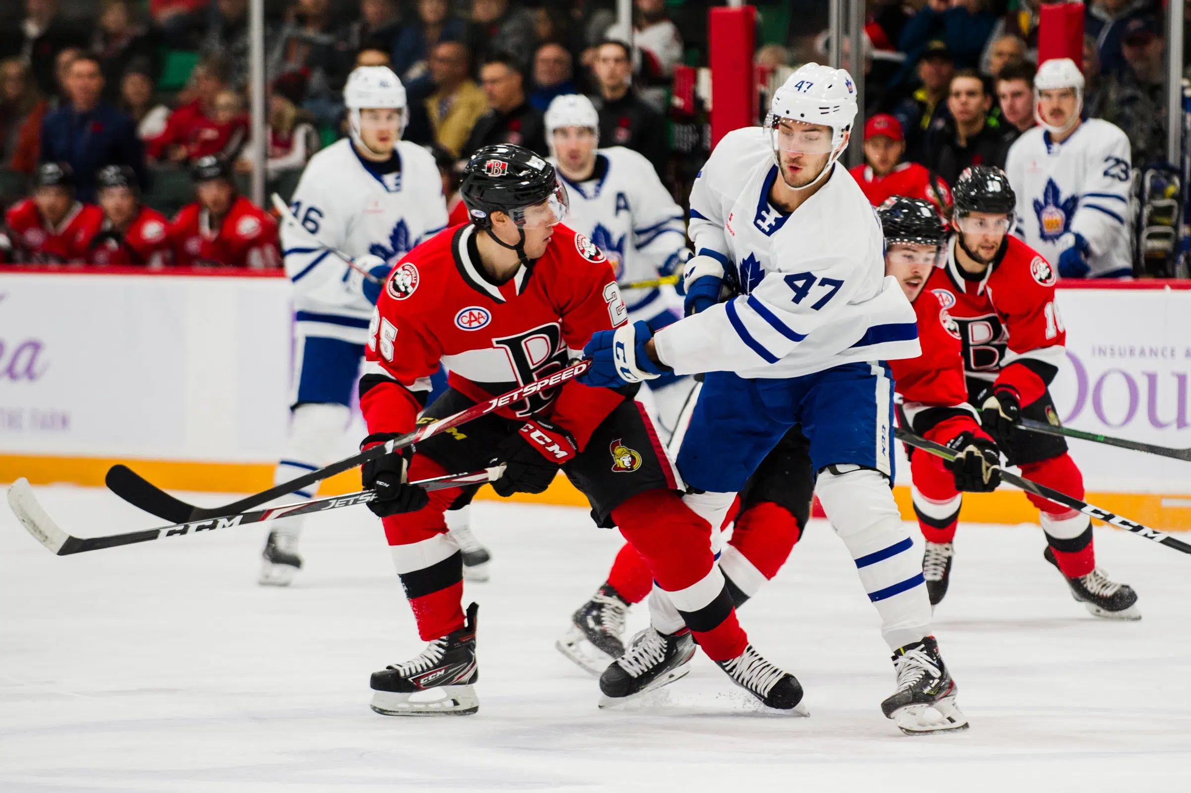 Young B-Sens learn tough lesson from experienced Marlies