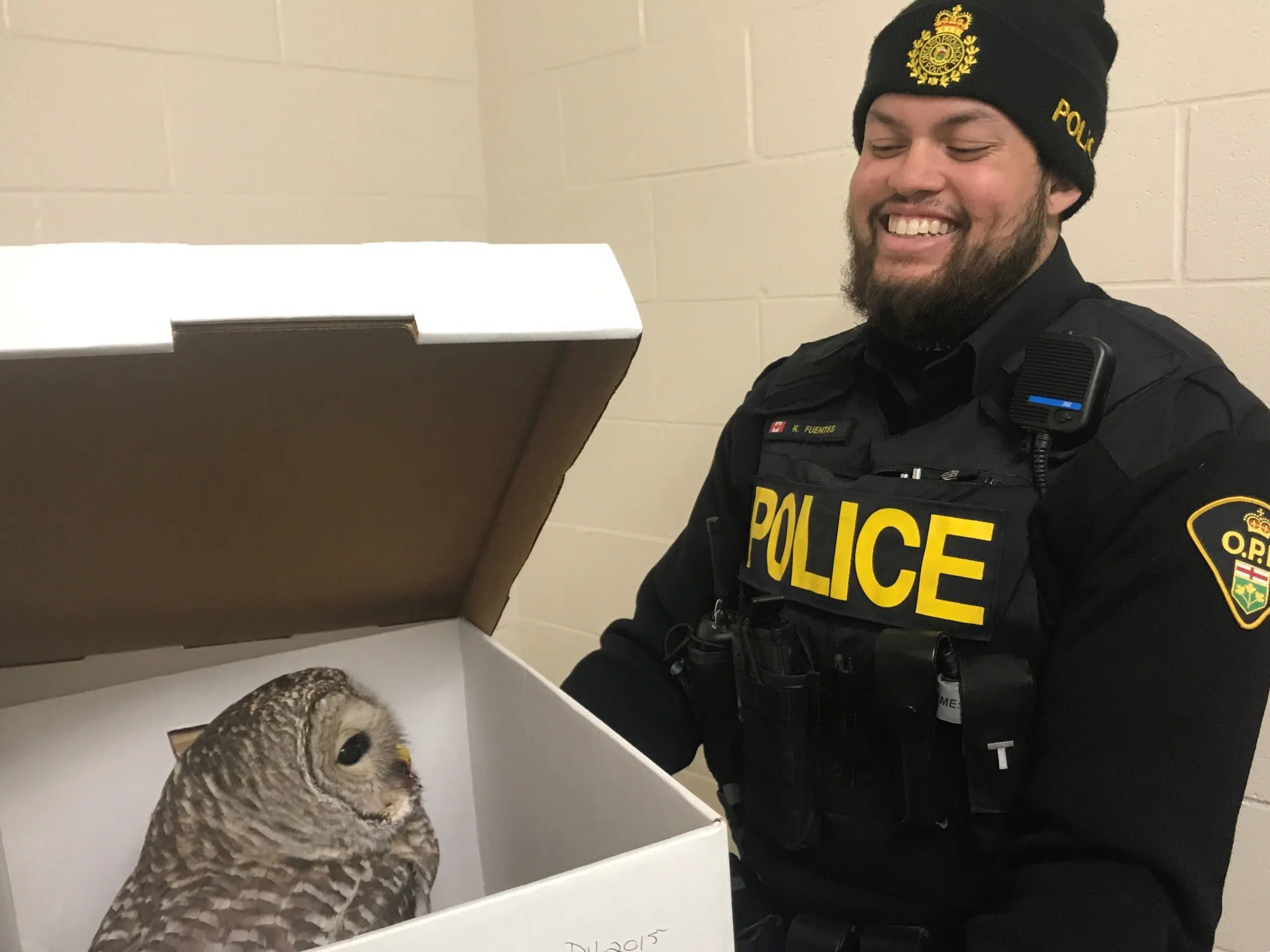 OPP officer rescues owl in Madoc