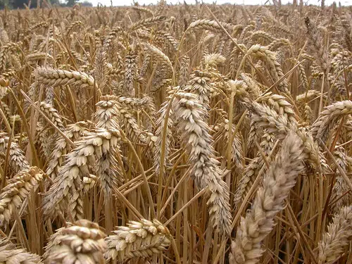 Rain helps grain crops grow