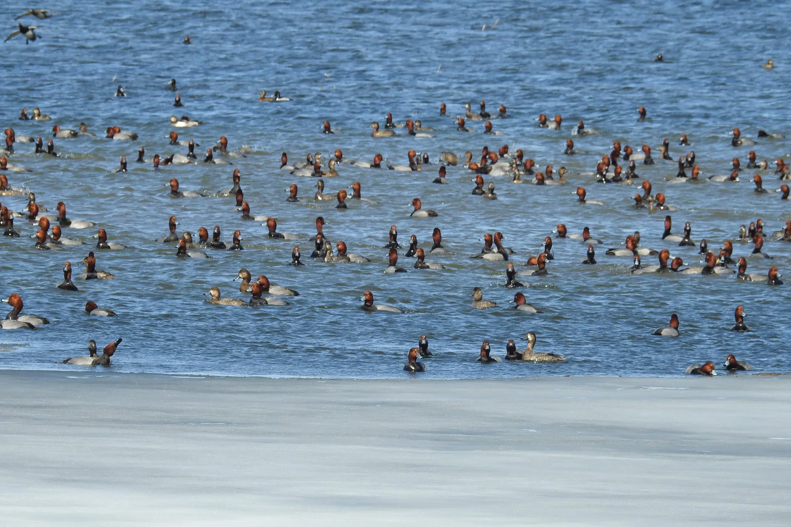 Waterfowl Weekend won't fly at Presqu'ile