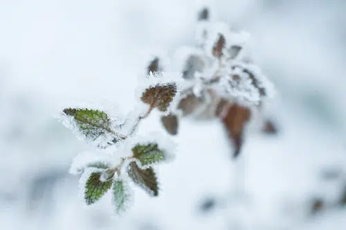 Frost advisory for Belleville area