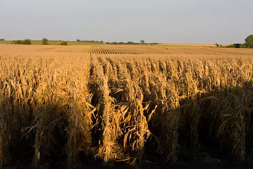 Harvest season looking good heading into Thanksgiving