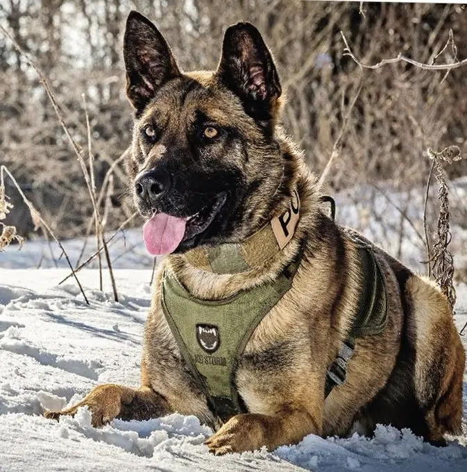 OPP General Service Dog Bullitt passes away