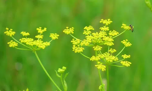 Spraying for wild parsnip in Quinte West