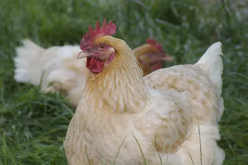 Backyard hens coming to Prince Edward County