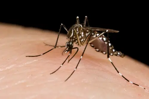 Mosquito testing for West Nile Virus