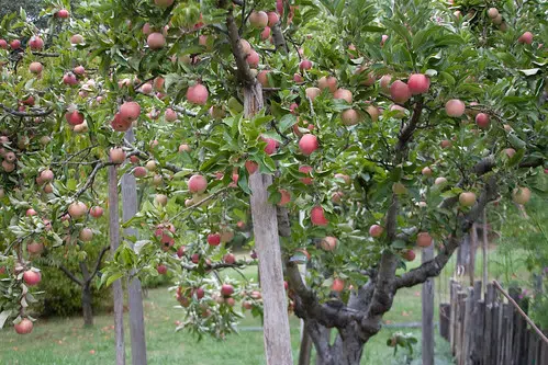 Recent rains boon to orchards