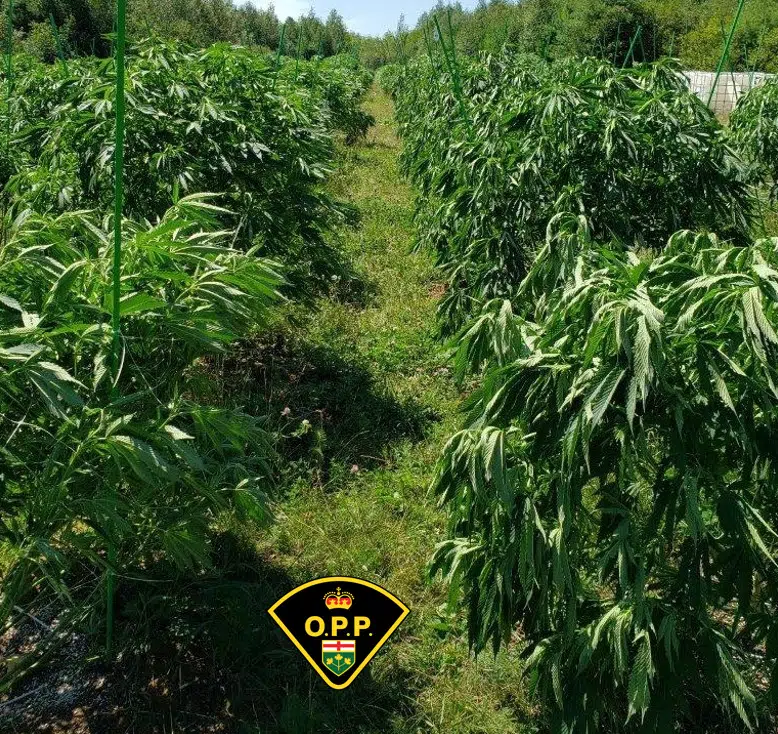 Thousands of cannabis plants seized, multiple people charged