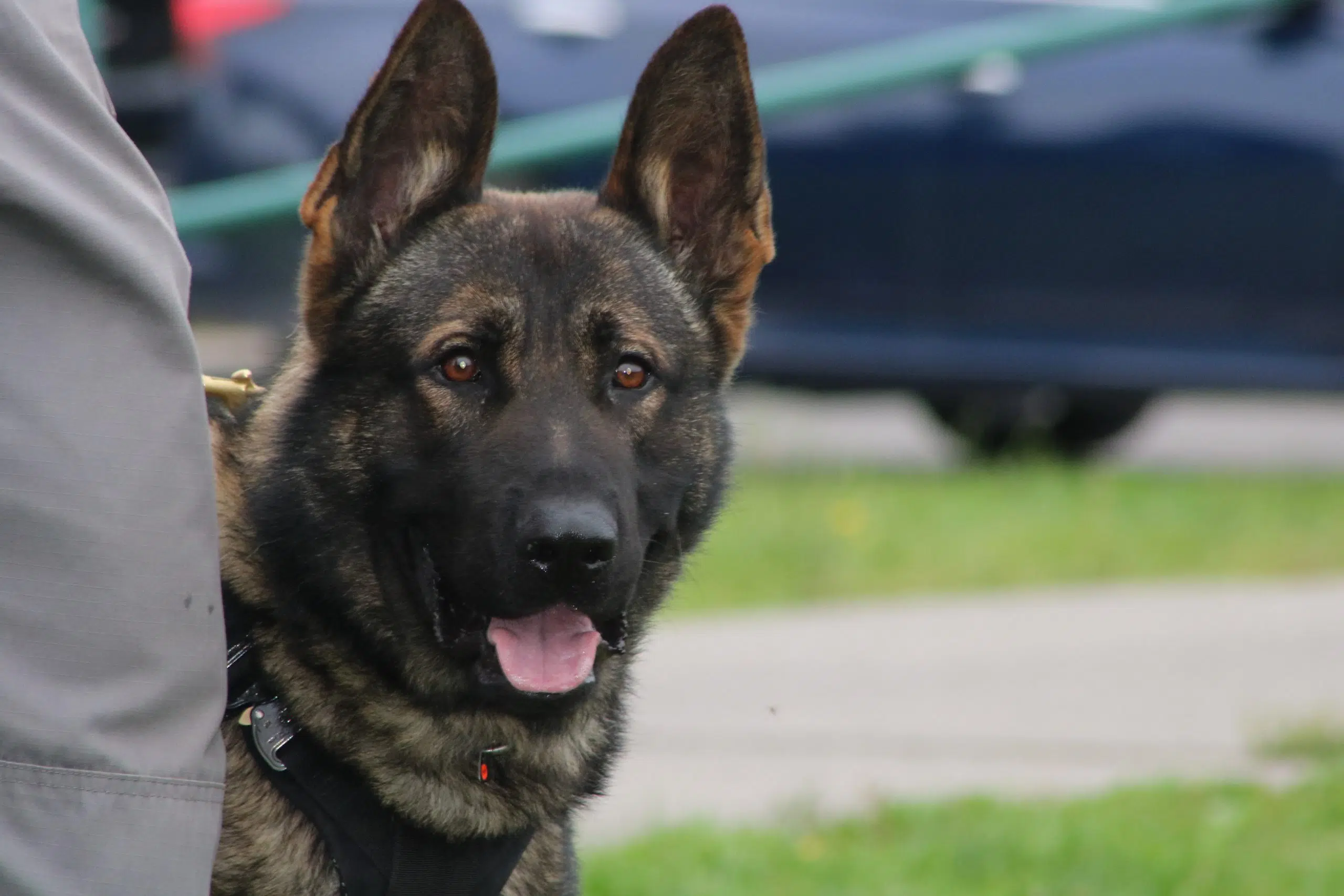 Bax helps with major drug bust in Kingston