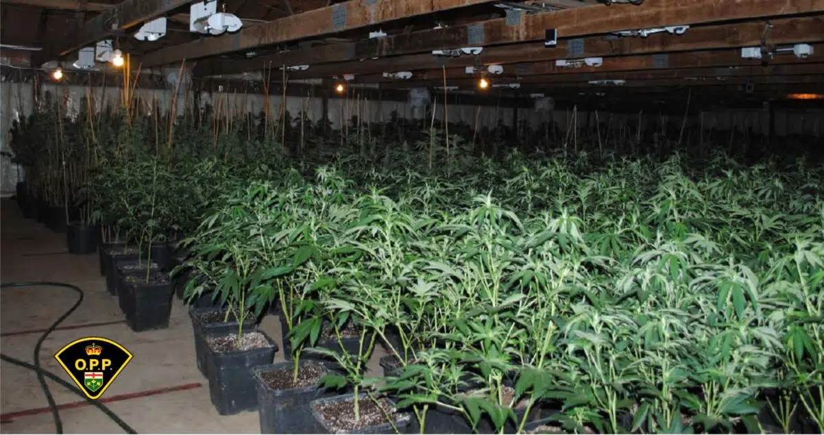 OPP seize 6,000 more pot plants in Greater Napanee