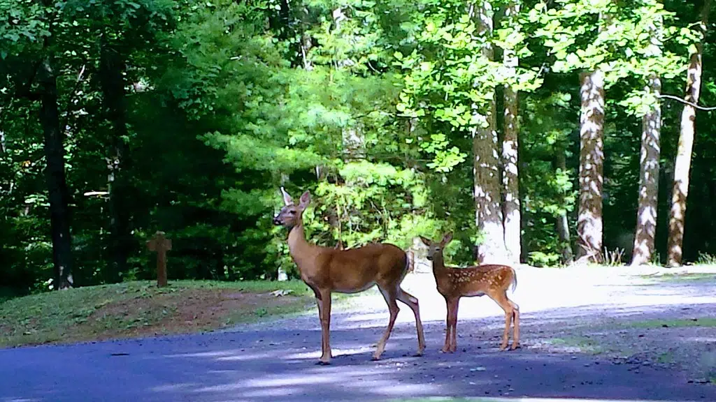 RELEASE: Police warning about car vs deer collisions