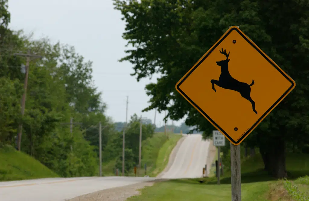 Bancroft OPP: Motorists beware of wildlife