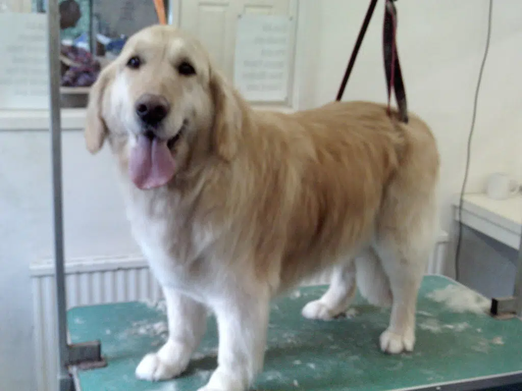 Pet grooming another business affected by latest lockdown