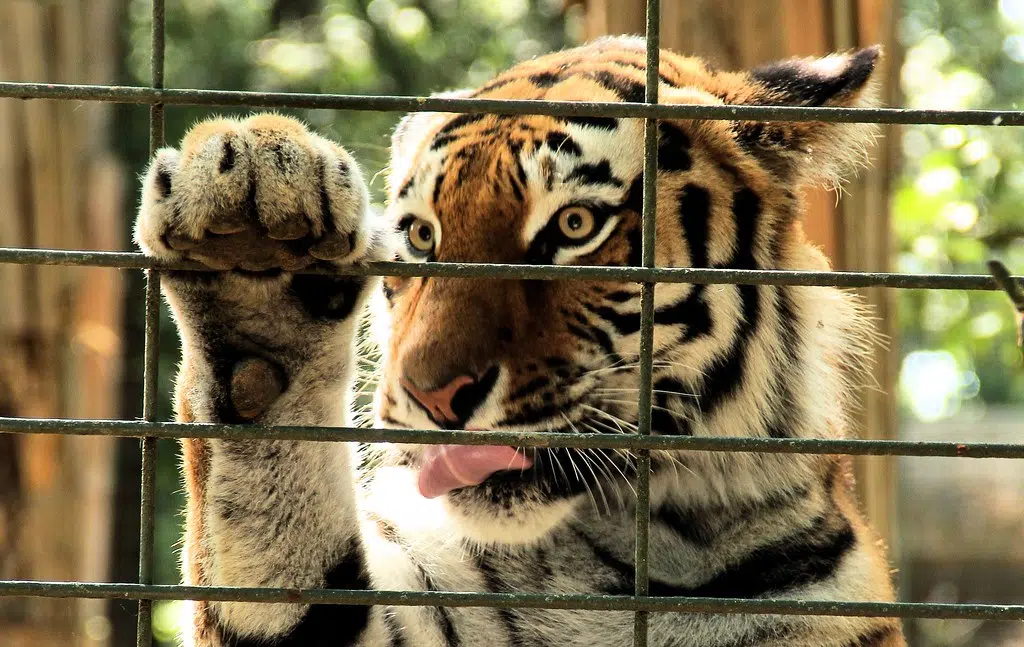 Hastings County pushing province to enact exotic animal rules