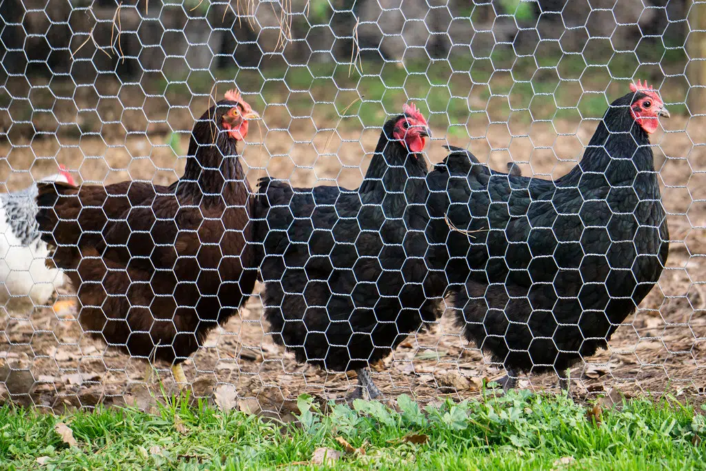 Federal Government supporting chicken, turkey and egg farmers