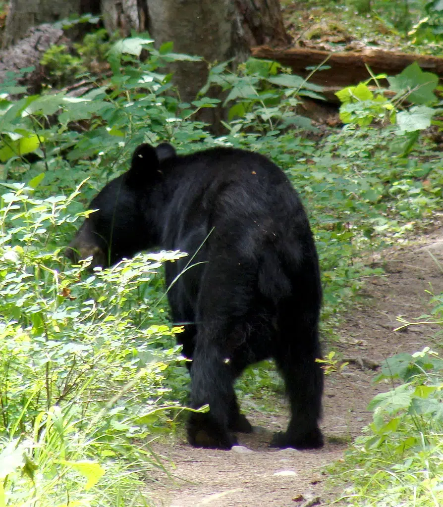 More bear sightings around Quinte region