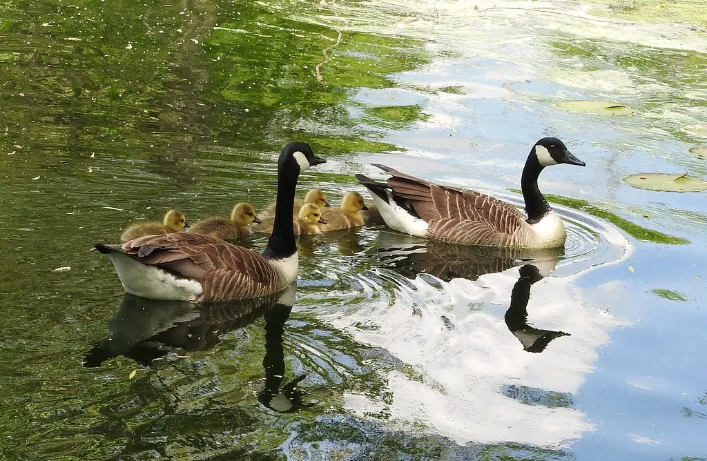 Geese cause residents stress | Quinte News