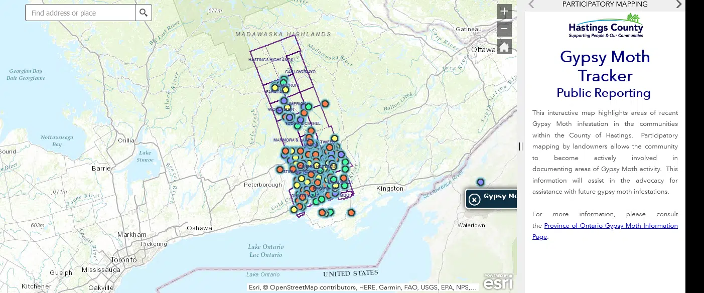 Hastings County gypsy moth tracker live