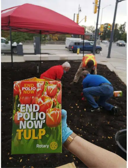 Rotarians plant tulips to fight polio