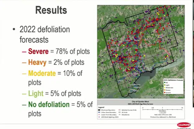 Significant portion of Quinte West forecasts severe defoliation in 2022 due to gypsy moths