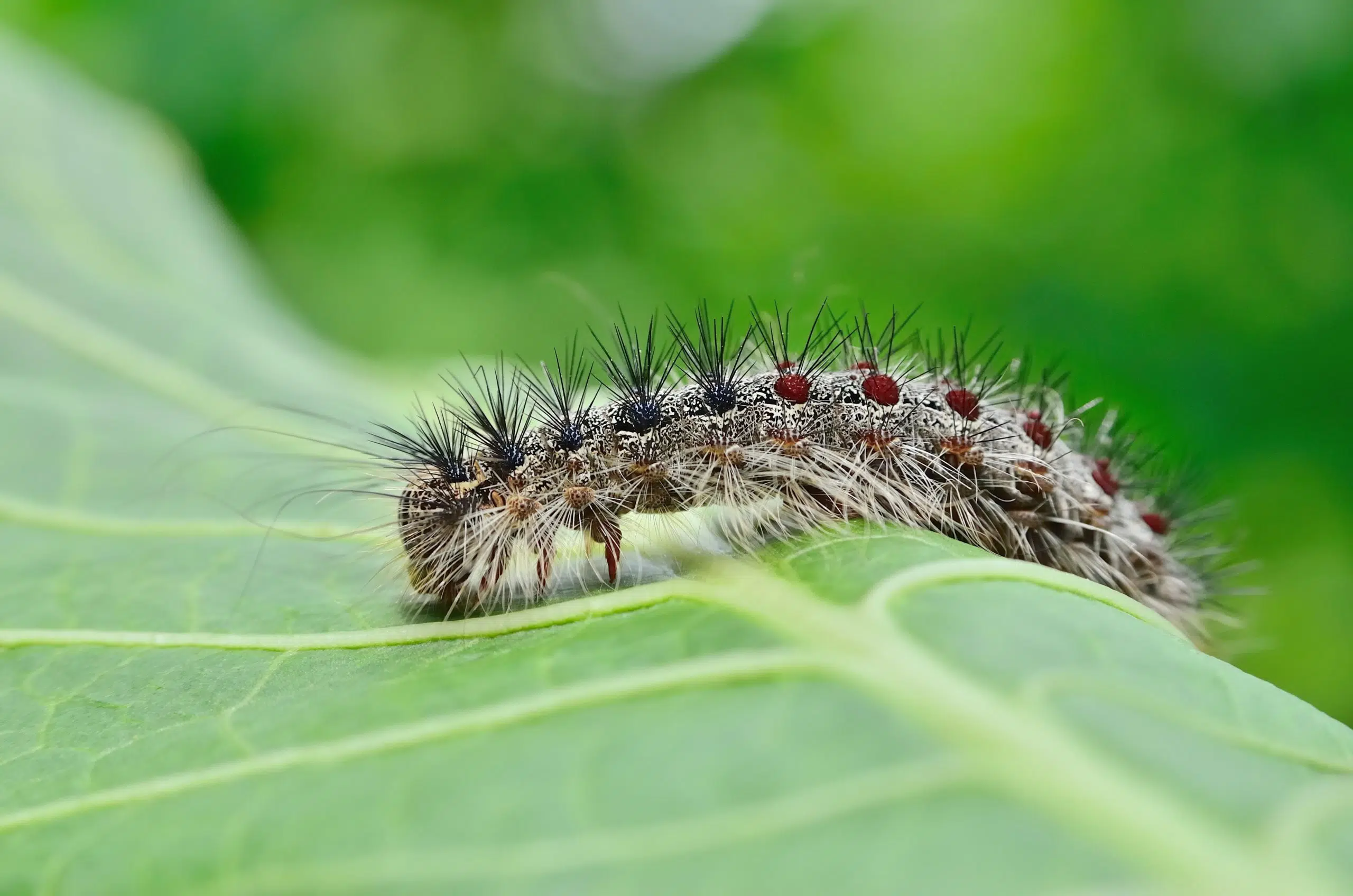 Alternative solution to gypsy moth problem presented in Quinte West