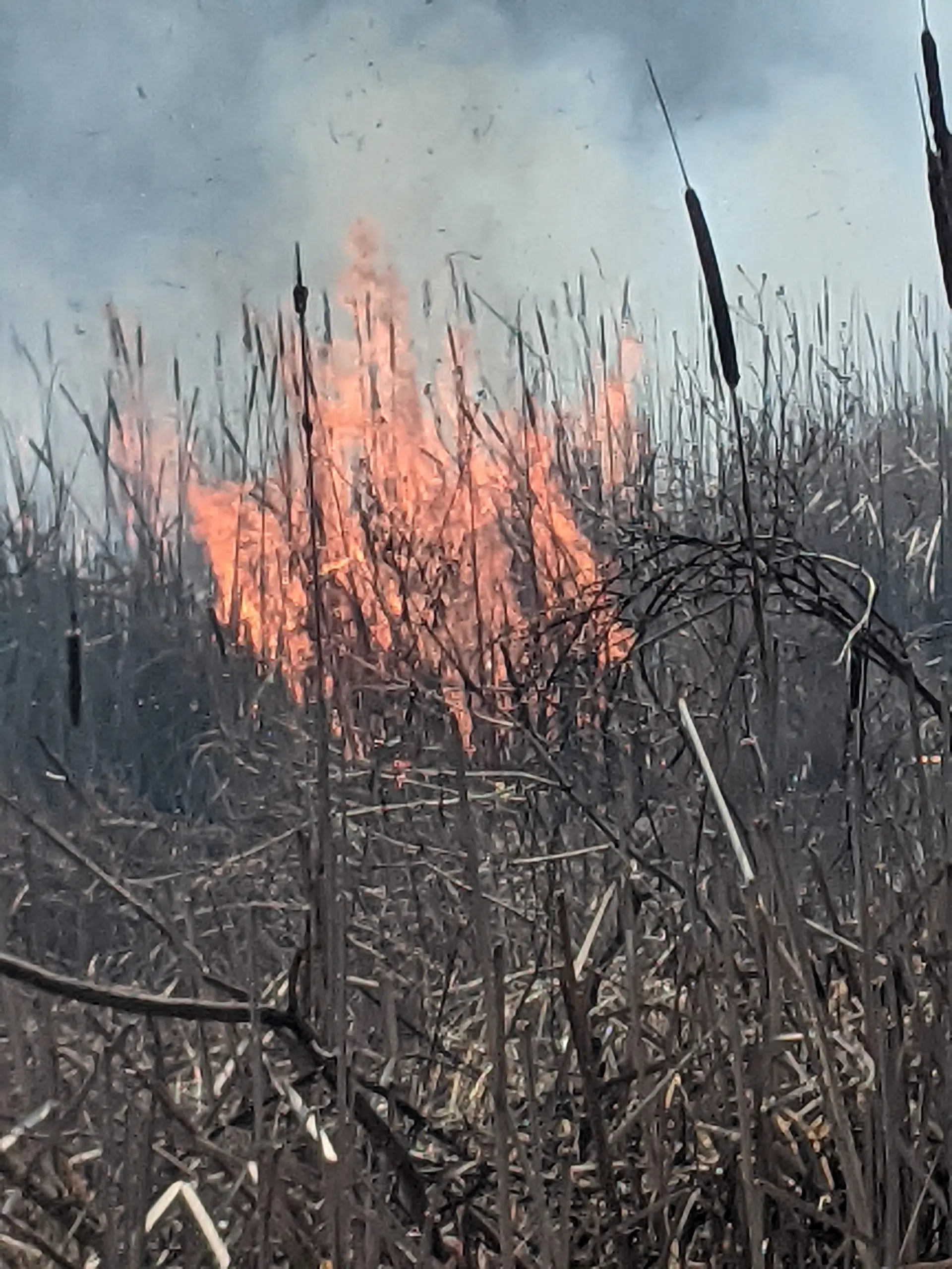 Grass fire in Quinte West