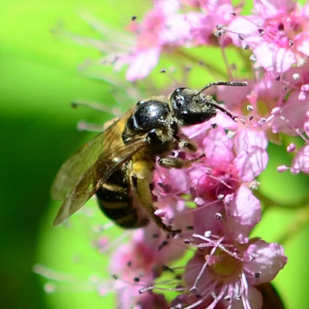 Free Pollinator Event at Market Square on Saturday