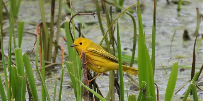 Warblers and Whimbrels at Presqu'ile Provincial Park