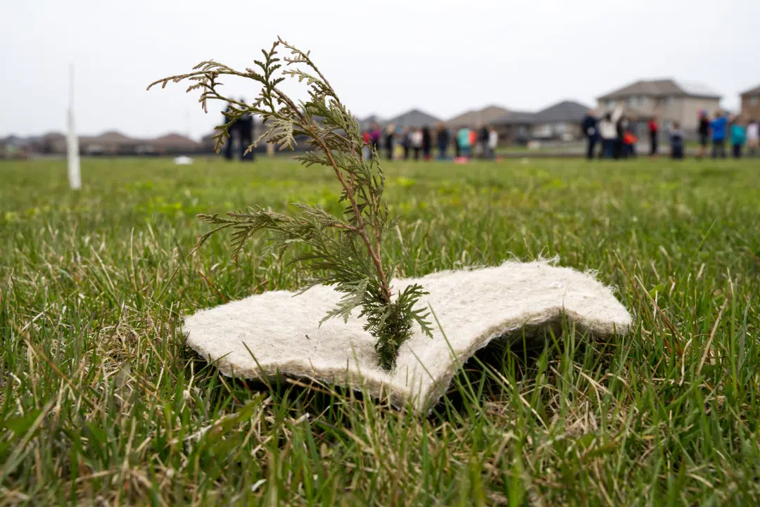 Tree planting in urban spaces